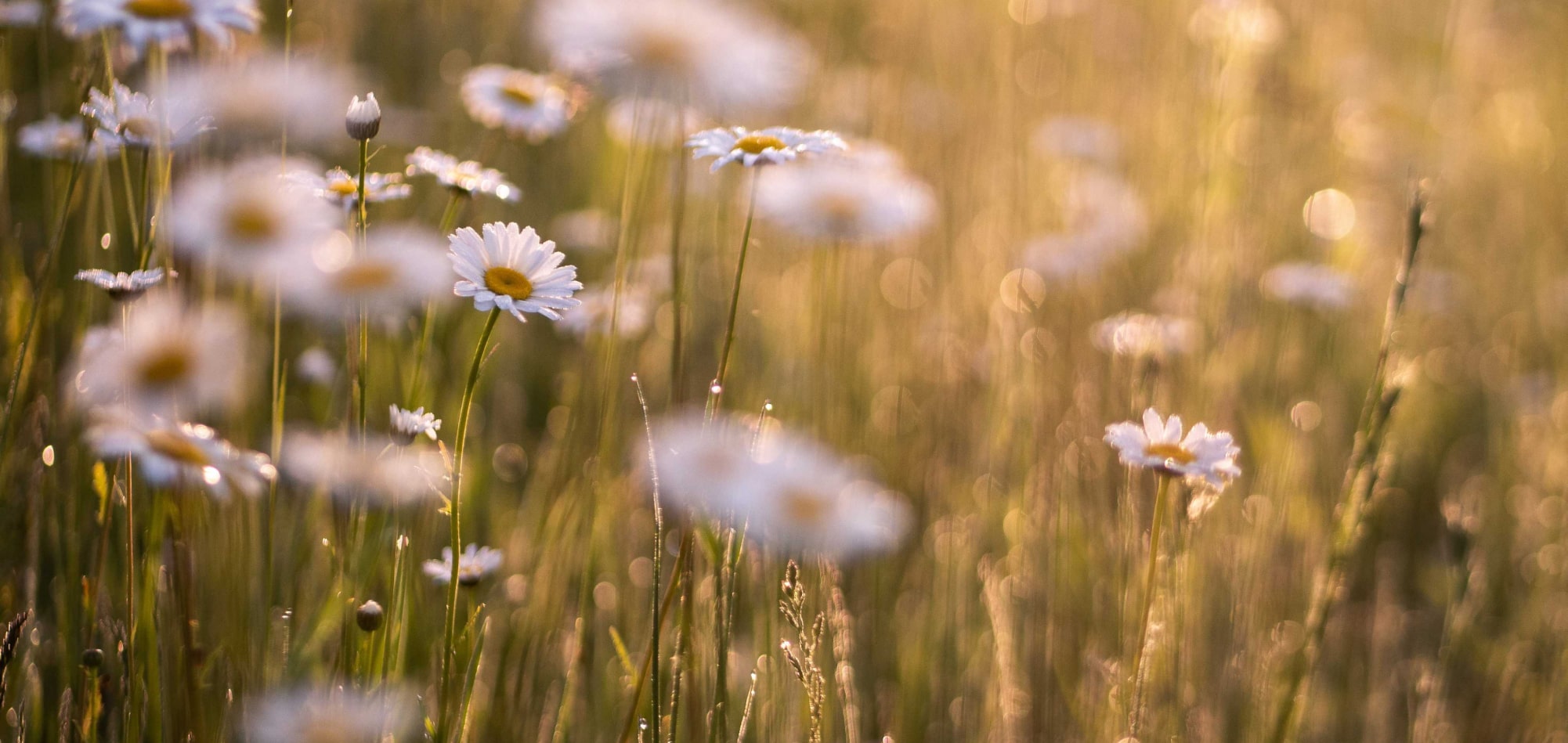 Daisy flowers in a field