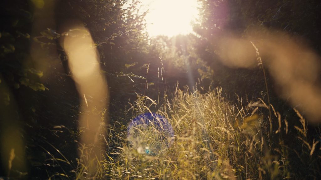 Insects hedgerow