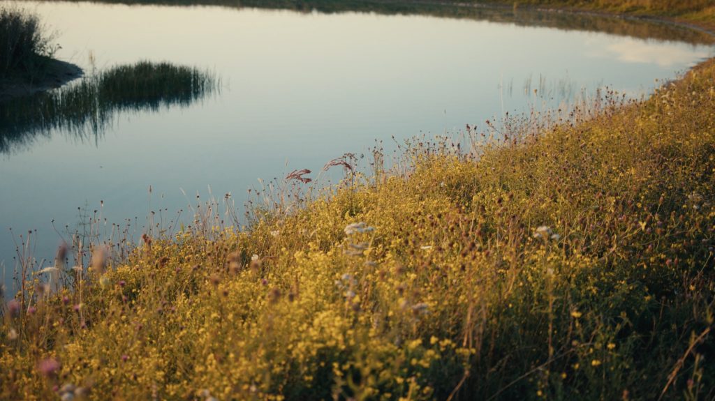 Lake and Wildflower