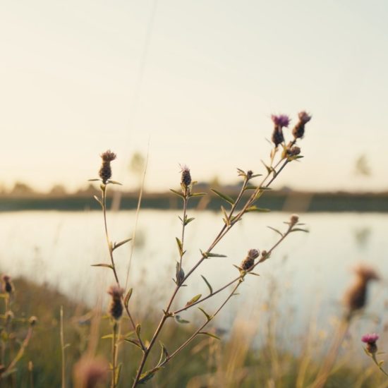 Lake and grass